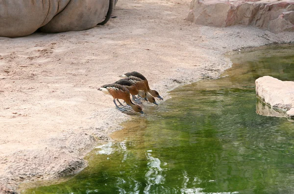 Kleine Ente im Biopark Valencia — Stockfoto