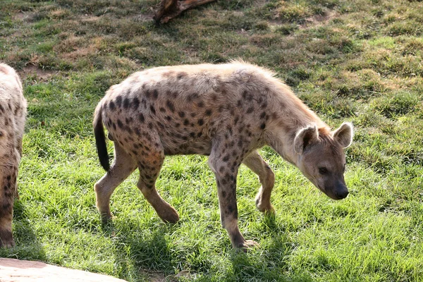 Hyena in Biopark Valencia — Zdjęcie stockowe