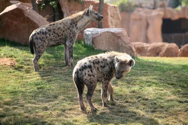 Hyeny ve Valencii biopark — Stock fotografie