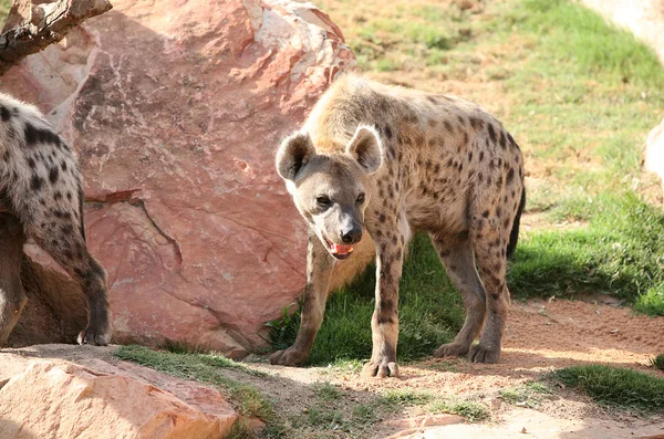 Hyena in Biopark Valencia — Zdjęcie stockowe