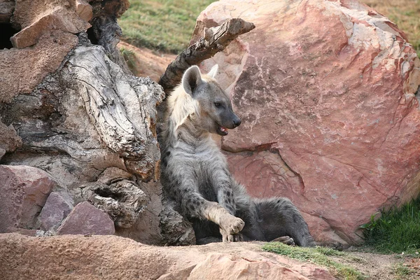 多彩瓦伦西亚鬣狗 — 图库照片