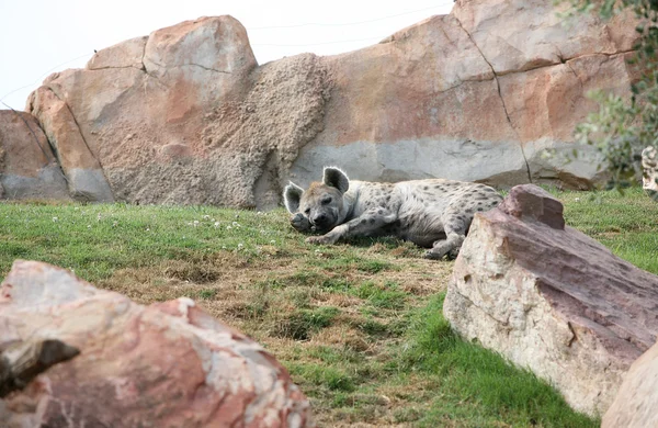 Hyäne im Biopark Valencia — Stockfoto