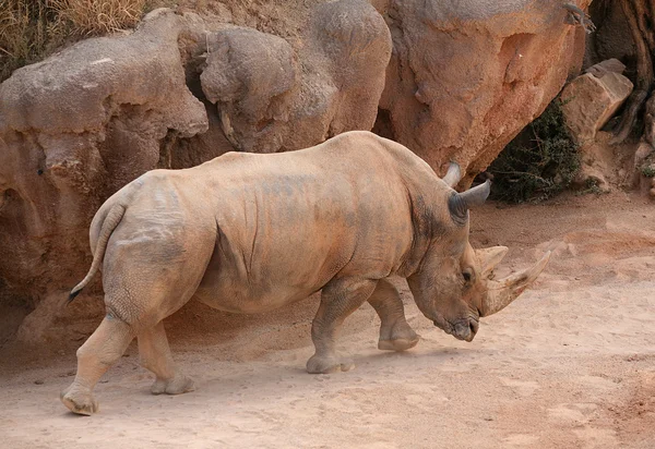 Rhino in Biopark Valencia — Stock Photo, Image