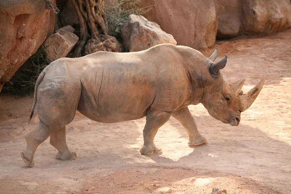 Rhino in Biopark Valencia — Stock Photo, Image