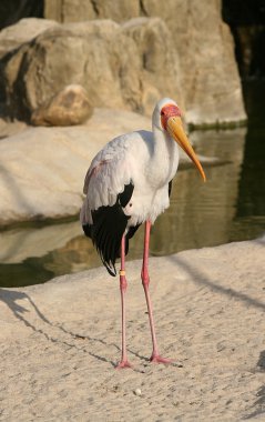 kuş biopark Valencia