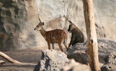 Antilop ve babuin biopark valencie içinde.