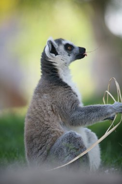 Lemur biopark Valencia