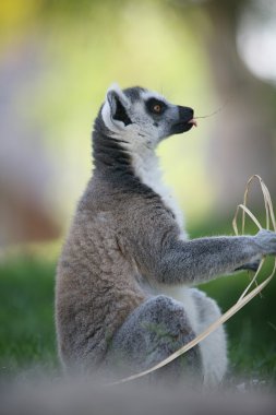 Lemur in Biopark Valencia clipart