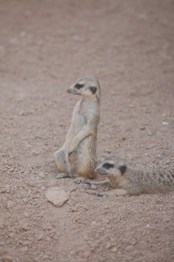 suricata biopark Valencia