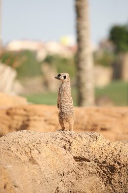 suricata biopark Valencia