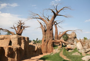 Baobab trees in Biopark Valencia clipart