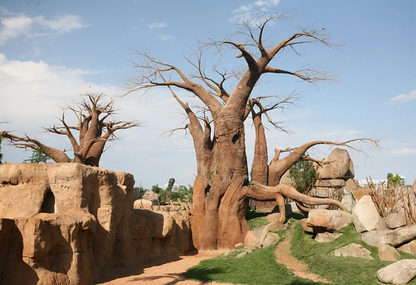 Baobab trees in Biopark Valencia