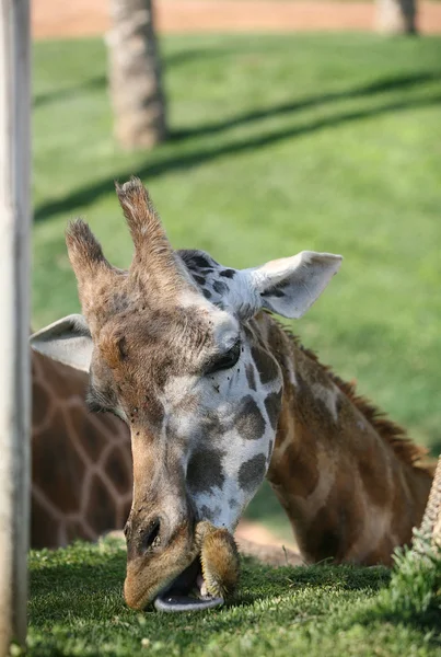 Żyrafa w Walencji biopark — Zdjęcie stockowe