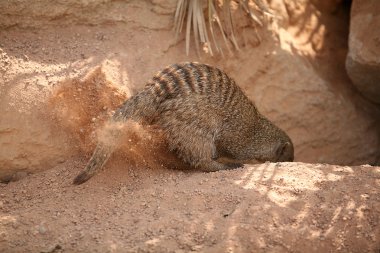 suricata biopark Valencia