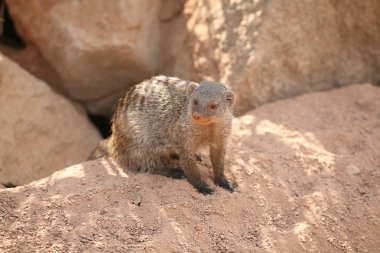 suricata biopark Valencia