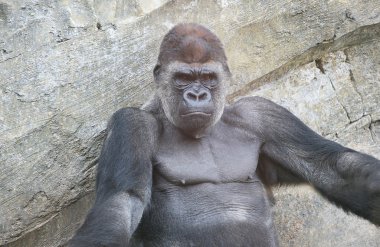 Big gorilla in Biopark Valencia clipart