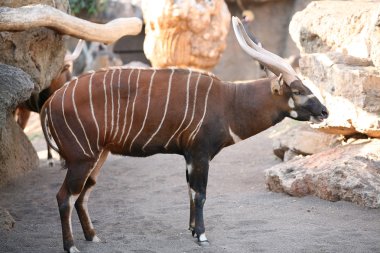 Eland in biopark Valencia clipart