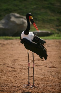 siyah reklam beyaz kuş biopark Valencia