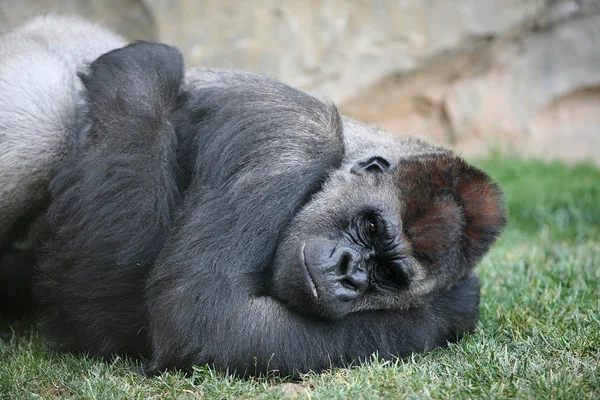 Big gorilla in Biopark Valencia — Stock Photo, Image
