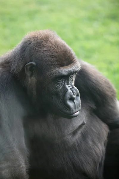 Wielki goryl w Walencji biopark — Zdjęcie stockowe