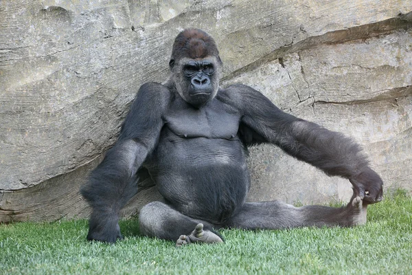Wielki goryl w Walencji biopark — Zdjęcie stockowe