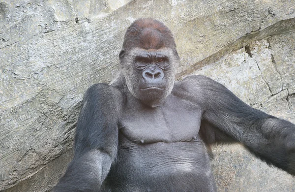 Grote gorilla in biopark valencia — Stockfoto