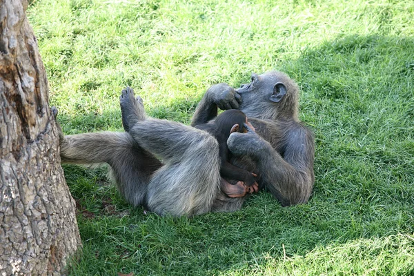 Женщина-шимпанзе с молодой — стоковое фото