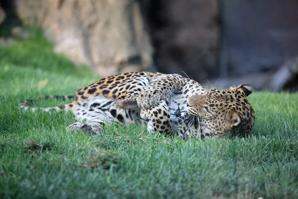 Леопард играет с игрушкой — стоковое фото