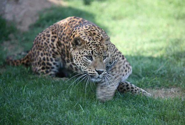Leopardo em Biopark Valencia — Fotografia de Stock