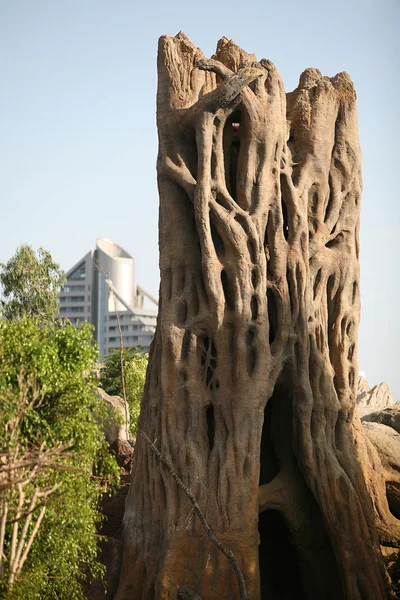 Strain baobab tree — Stock Photo, Image