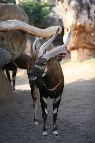 Eland in biopark Valencia — Stock Photo, Image