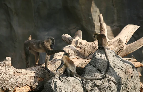 Бабуины в биопарке Валенсии — стоковое фото