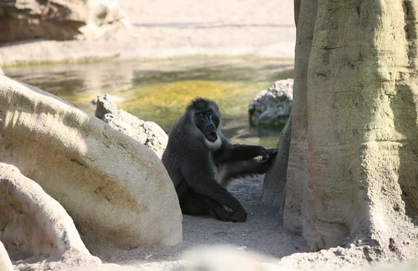 Baboon in Biopark Valencia. — Stockfoto