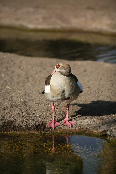 Biopark valencia ördek — Stok fotoğraf