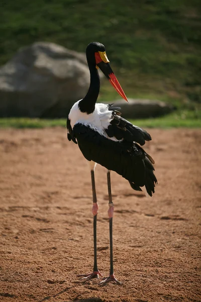 Annonce noire oiseau blanc dans Biopark Valencia — Photo