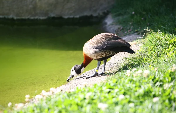Canard de couleur à Biopark Valencia — Photo