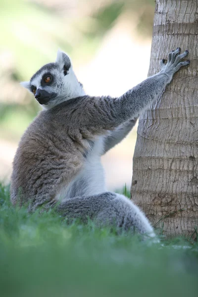 Lemur is de boom klimmen — Stockfoto