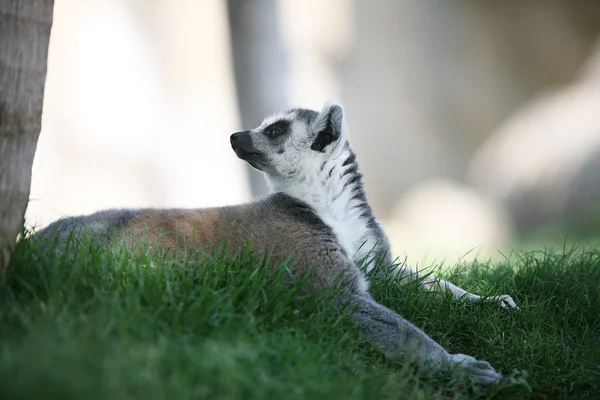 Lemur w Walencji biopark — Zdjęcie stockowe