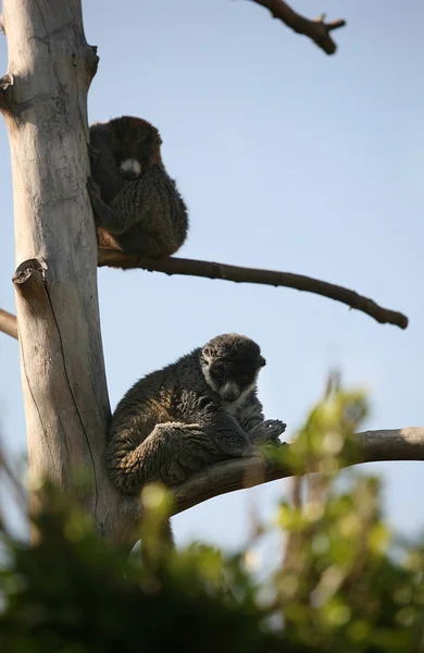 Macacos estão descansando em galhos de árvores — Fotografia de Stock
