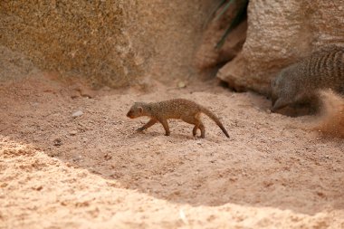 küçük suricata biopark Valencia