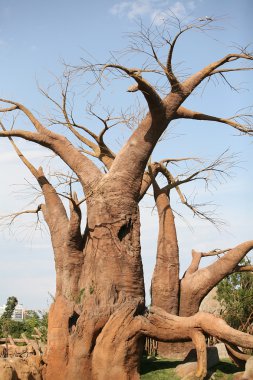 Baobab ağaçları