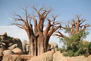 Baobab ağaçları