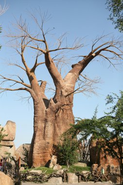 Baobab ağaçları