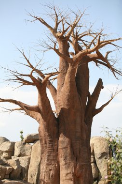 Baobab trees clipart