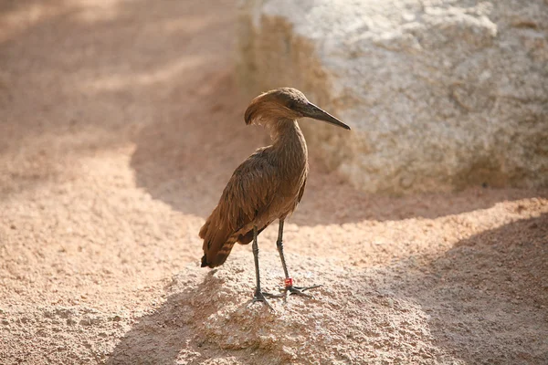 Oiseau à Biopark Valencia — Photo