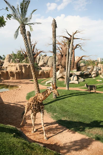 Girafa no bioparque Valência — Fotografia de Stock