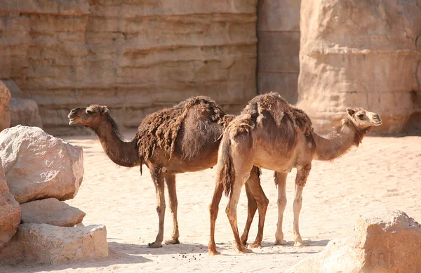 Camelos em Biopark Valencia — Fotografia de Stock