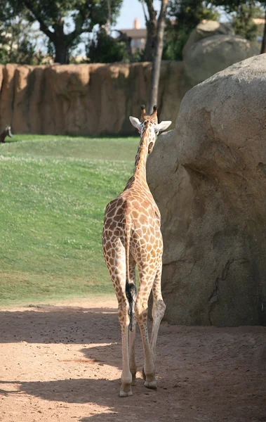 Giraffe in Biopark Valencia — Stockfoto