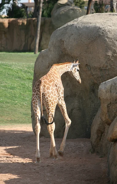 Žirafa ve Valencii biopark — Stock fotografie