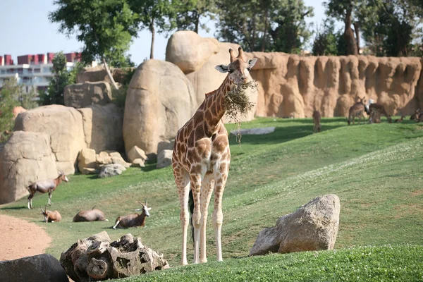 Giraff i biopark valencia — Stockfoto
